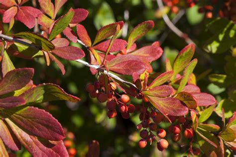 korean barberry